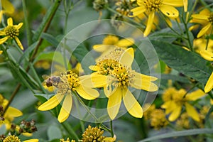 Wingstem Verbesina alternifolia, golden-yellow flowers with honeybee photo